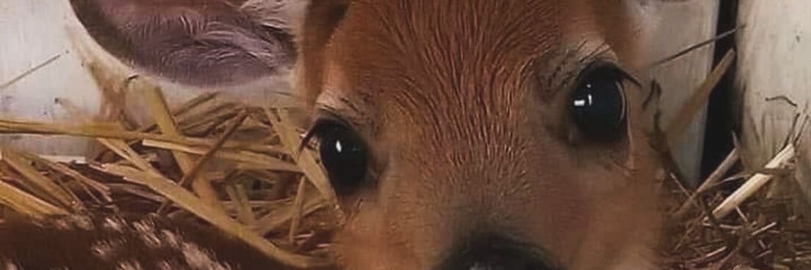 allegra the nigcel slayer banner