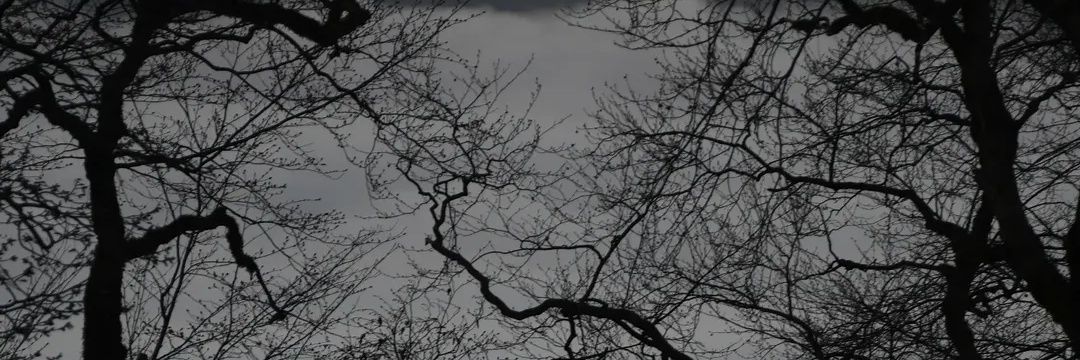 نهله🕷️ banner