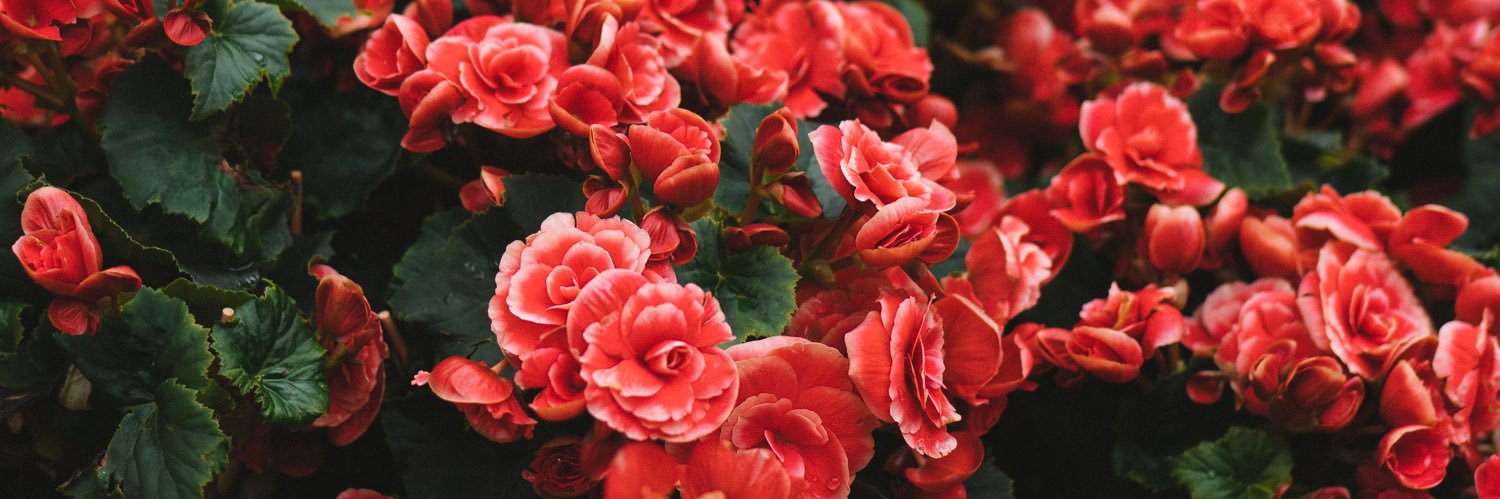 emily 🌟 banner