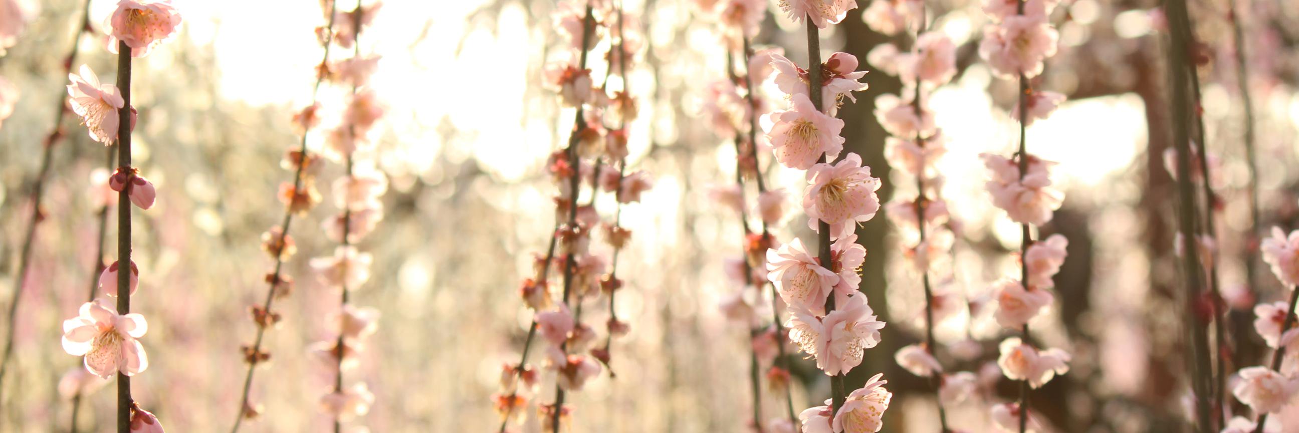 sham_02's profile banner image