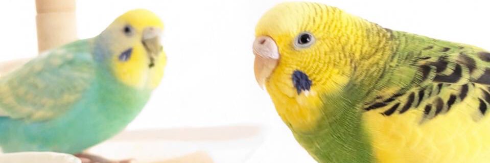 SAZANAMI STRONG STYLE banner