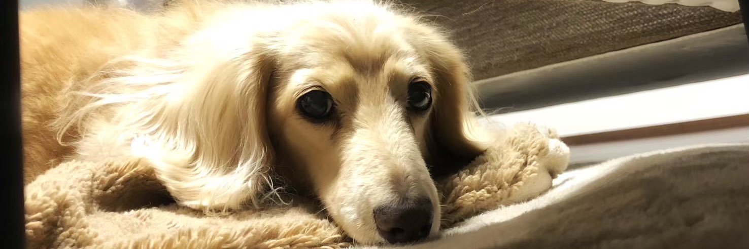 ねいろちゃん banner