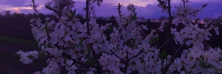 spectral 👻🔮 banner