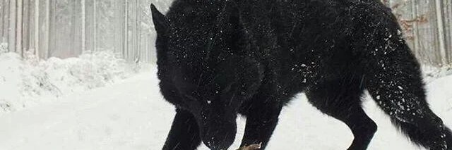 Wolf banner
