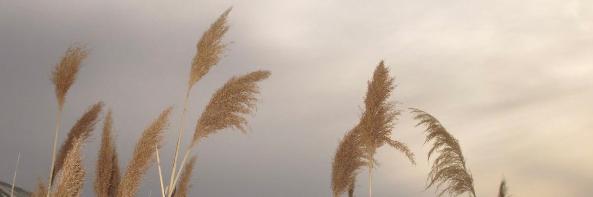 𐔌maple ₊ ♪⊹ banner