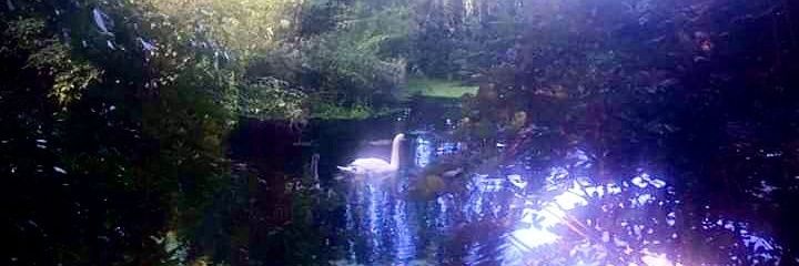 𝚍𝚊𝚖𝚒𝚎𝚗 𝚊𝚗𝚍𝚎𝚛𝚜𝚘𝚗 ~ 🎭🪻 banner