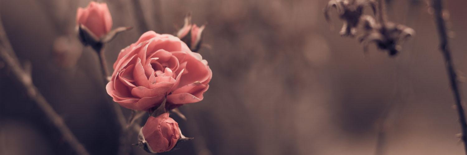 carlaktin's profile banner image