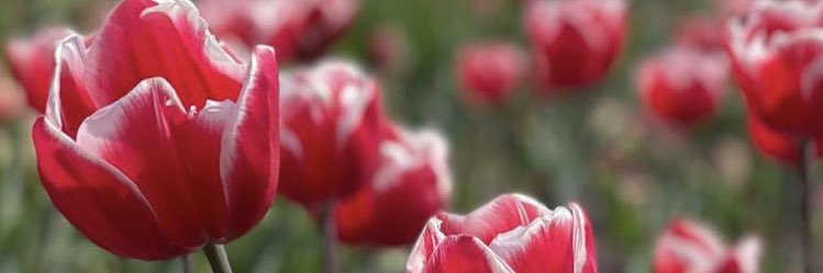 Nora_Erina's profile banner image