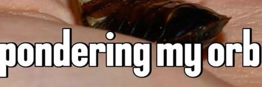 pine 🍁 cone banner