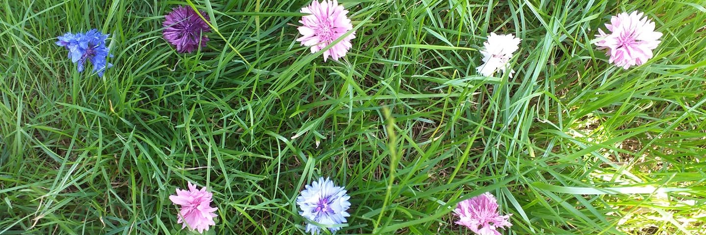 Audacity 🇵🇱 🇪🇺 🇬🇧 banner