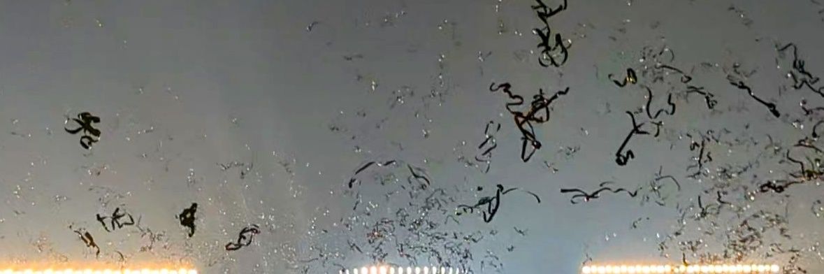 ｴﾎｳﾏｷ banner