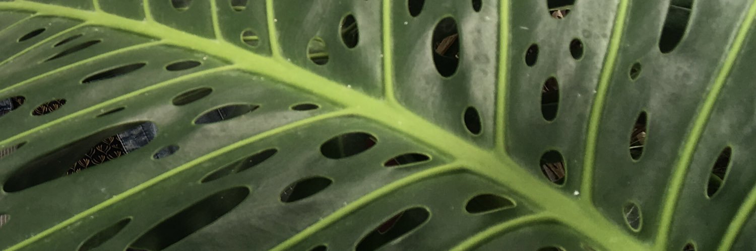 lauradobu's profile banner image