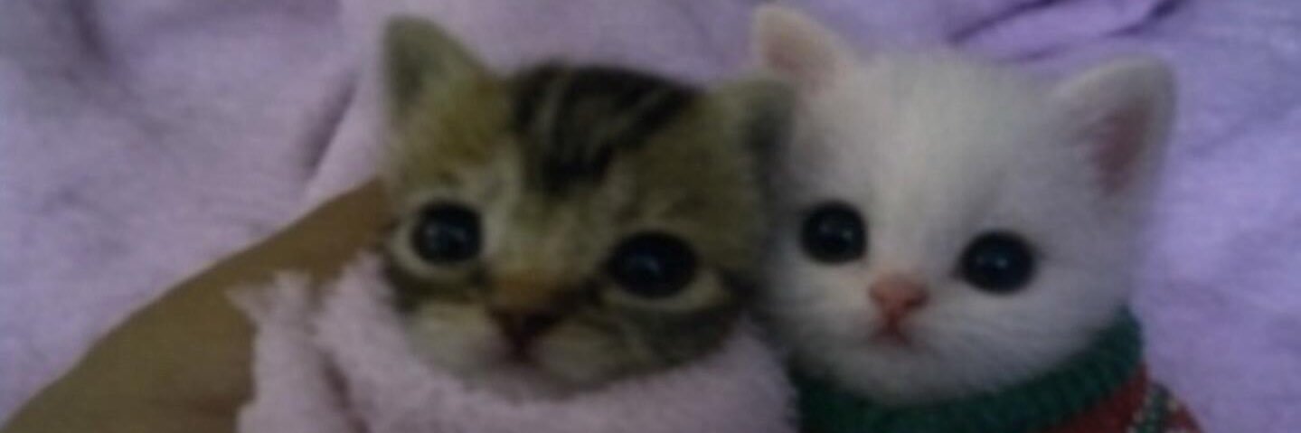 모또 banner
