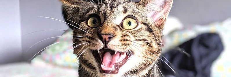 stephaniemilad's profile banner image