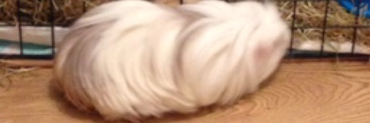 welshwonderful's profile banner image