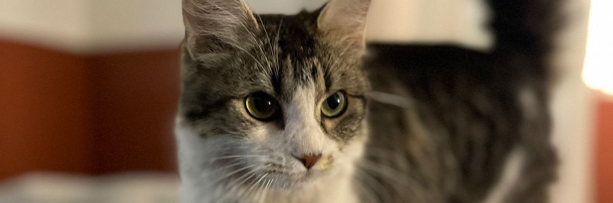 SergioAWagner's profile banner image