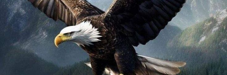 aliwor1's profile banner image