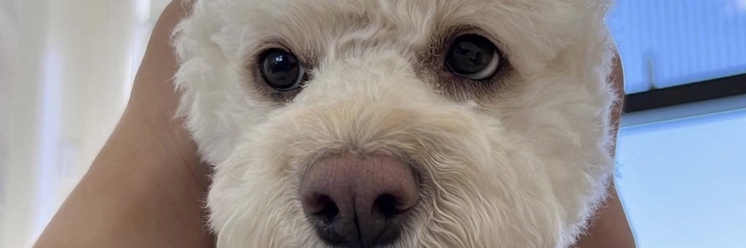 wokeups banner