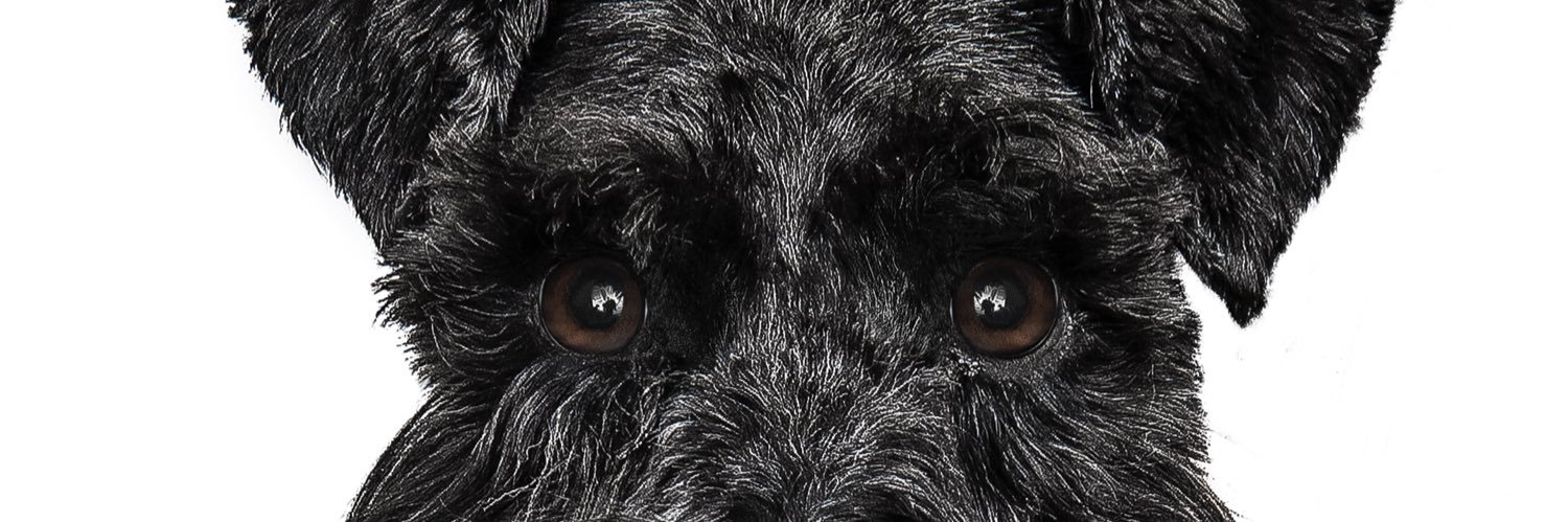 dpastaire's profile banner image