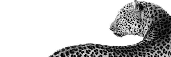 𝑮𝒂𝒃 banner