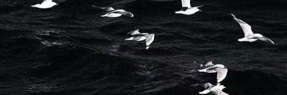 红墓市鳏夫 banner