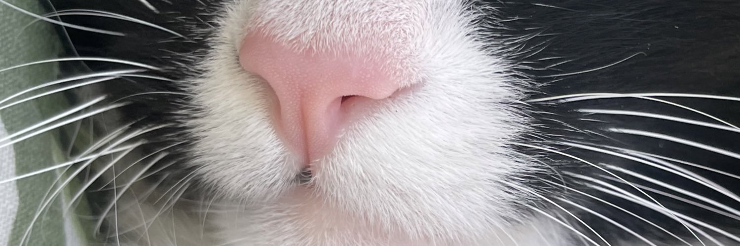 🍦Robyn🐈‍⬛ banner