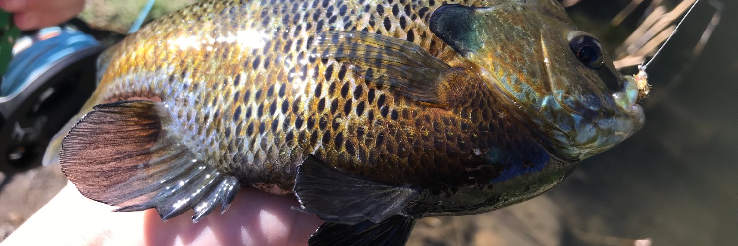 Flies By Spencer banner