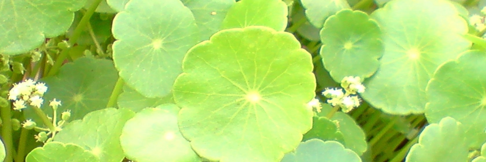 黃赴堯 ( DEEM-2017 ) banner