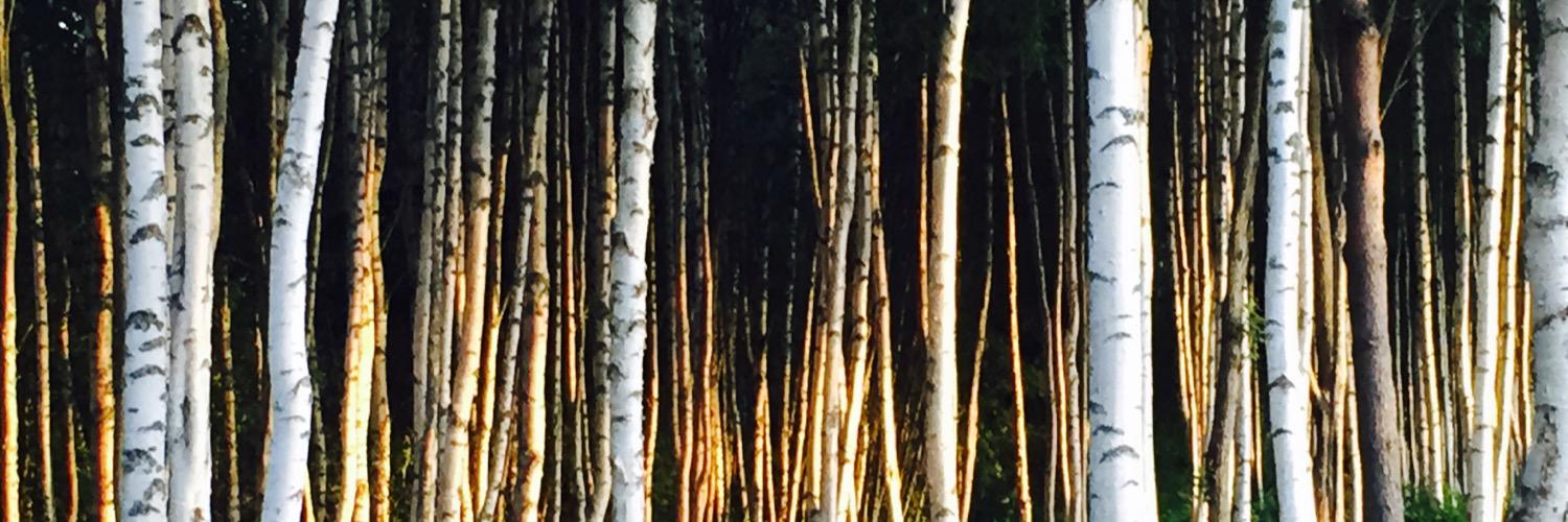 AnnTraber's profile banner image