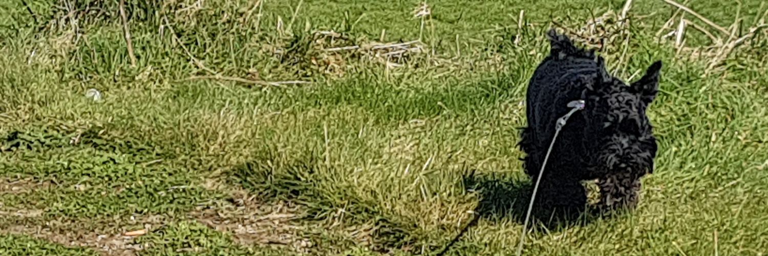 whiskerdrum's profile banner image
