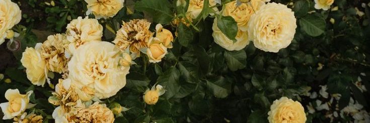 kat #1 LIGHT FAN ¹²⁴ banner