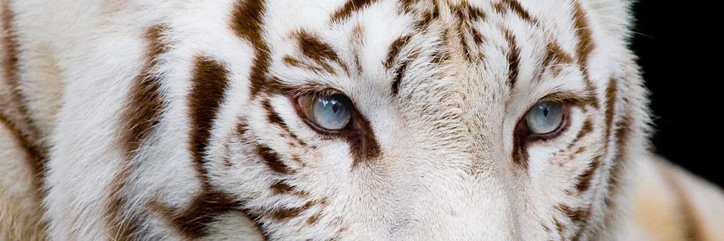 ด.ช.น้ำแข็ง✨ banner