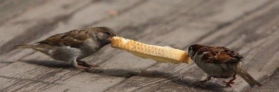 Parrotwithacanonhishead banner