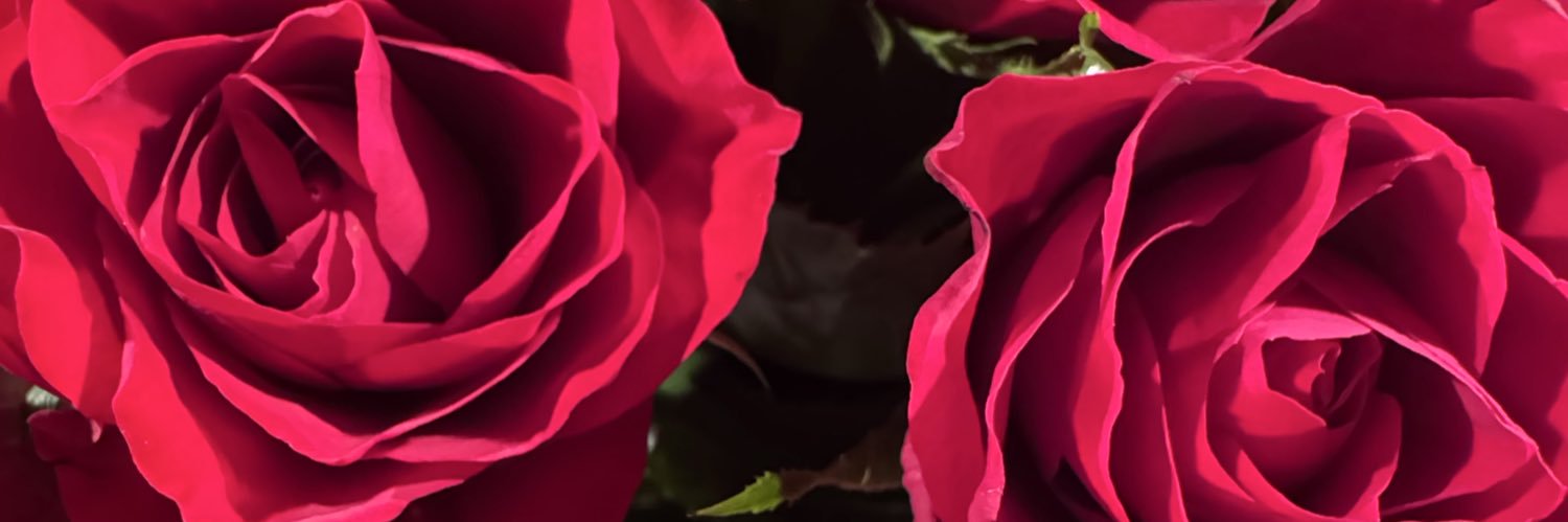 dianemaid's profile banner image