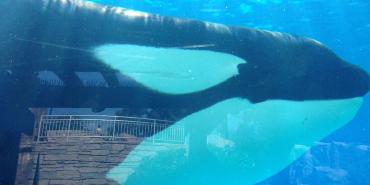 katy elizabeth banner