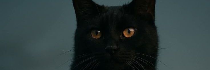 I*∆m*Mut∆ banner