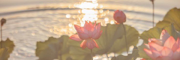 sunnshine_sol's profile banner image