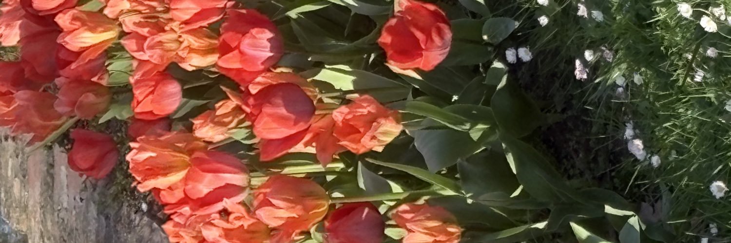 Lion444848's profile banner image
