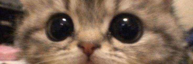 PawsPOV's profile banner image