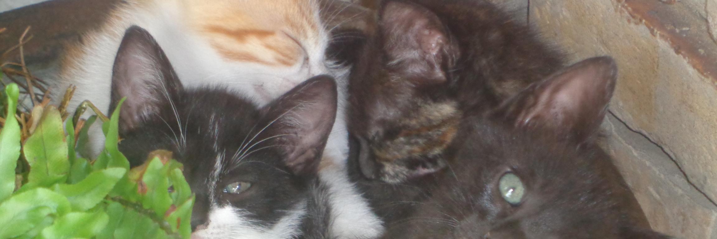 mau1960's profile banner image