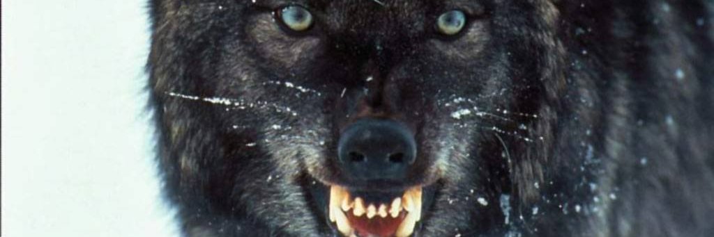 Gray_Wolf_1283 banner