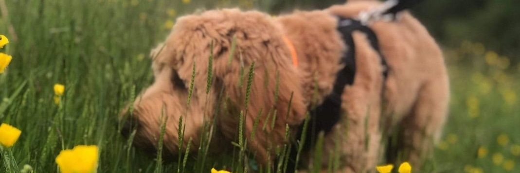 Paul Dockerty - 🇬🇧 banner