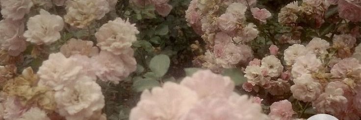Jade, again banner