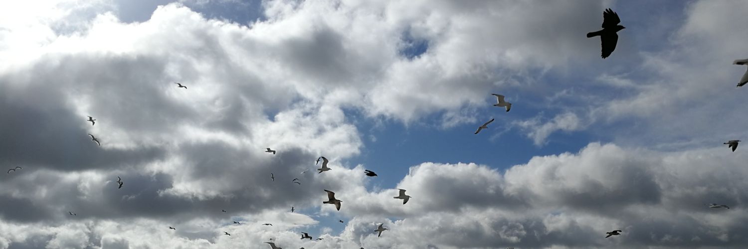Sallyrgriffith's profile banner image