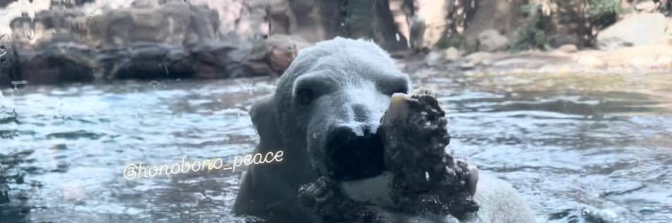 🩵しろくま日記🐻‍❄️🩵 banner