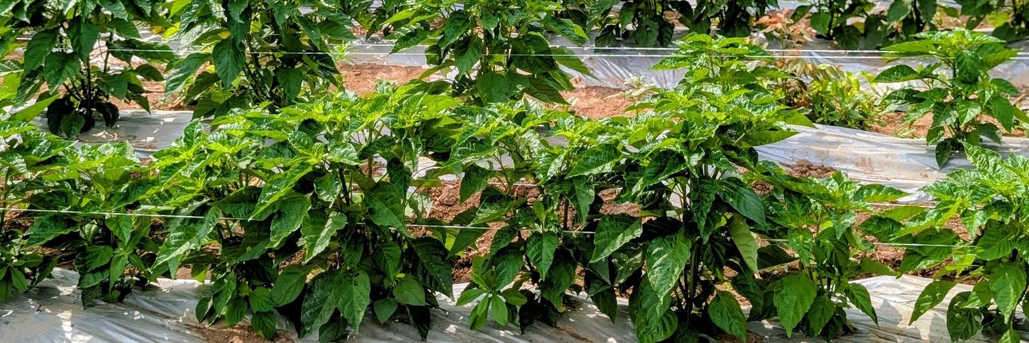 UGOH Chinenye banner