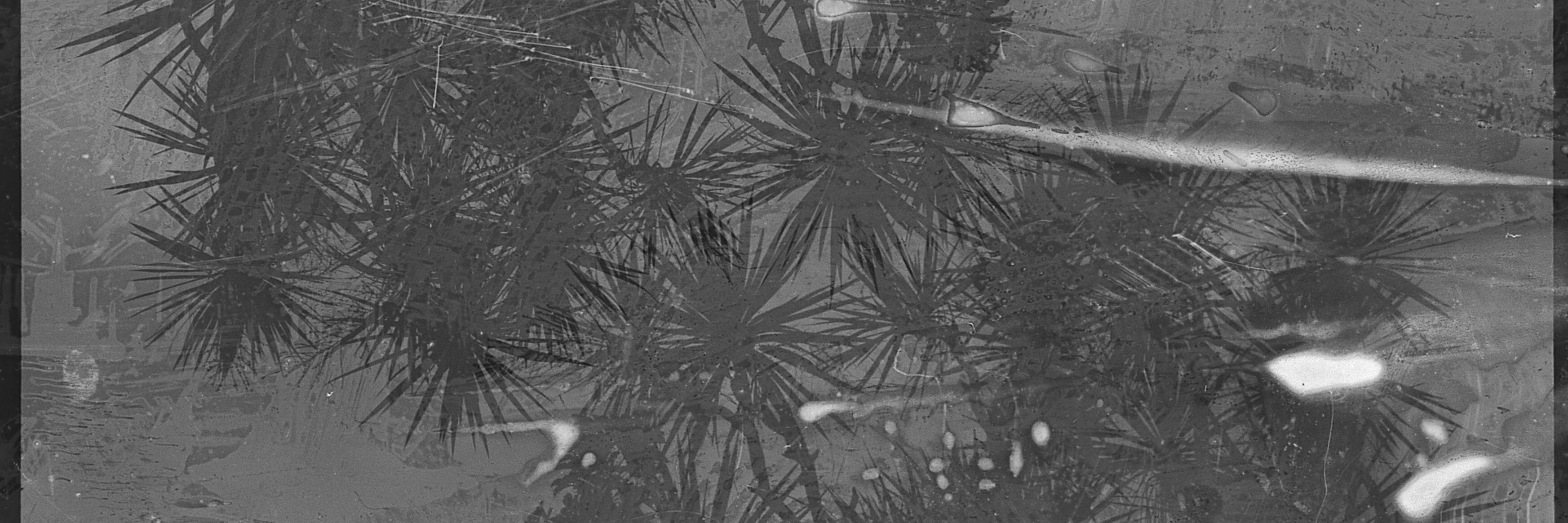 sonjaahoy's profile banner image