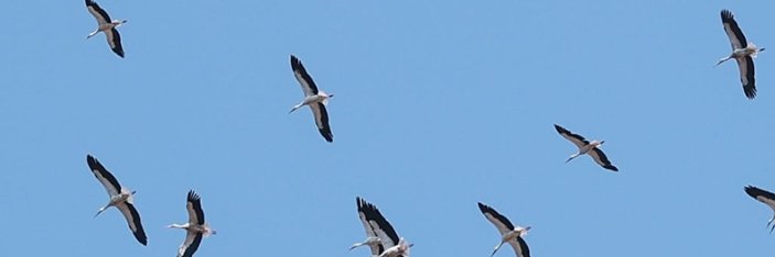 Memed Drews YENİ HESAP banner