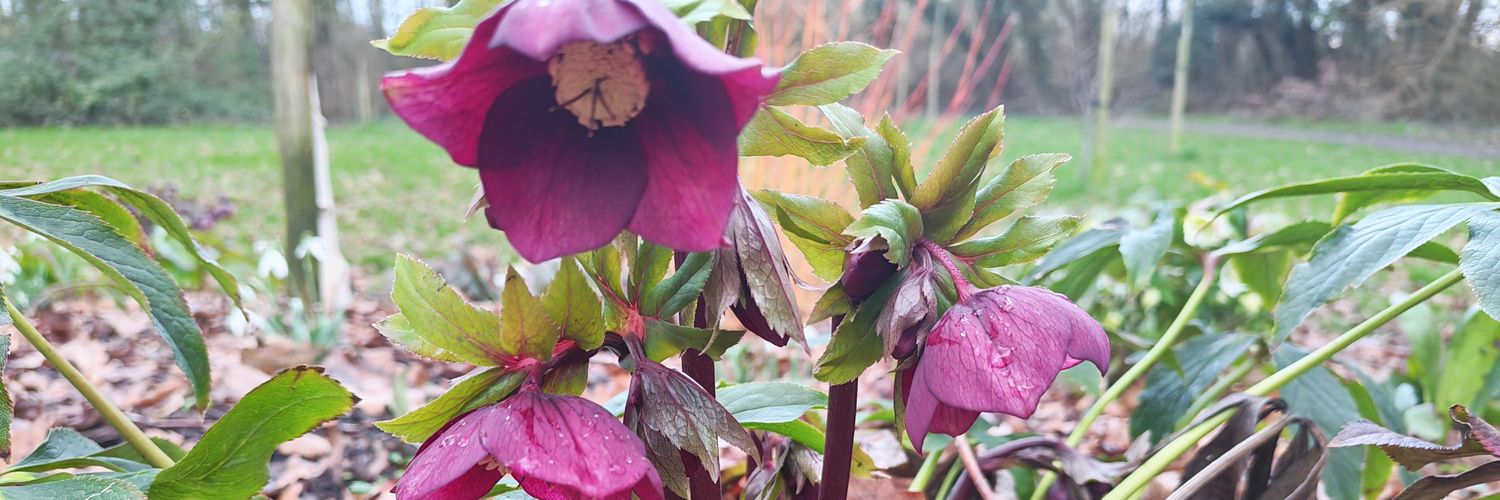 Just Gary 🕊️ banner