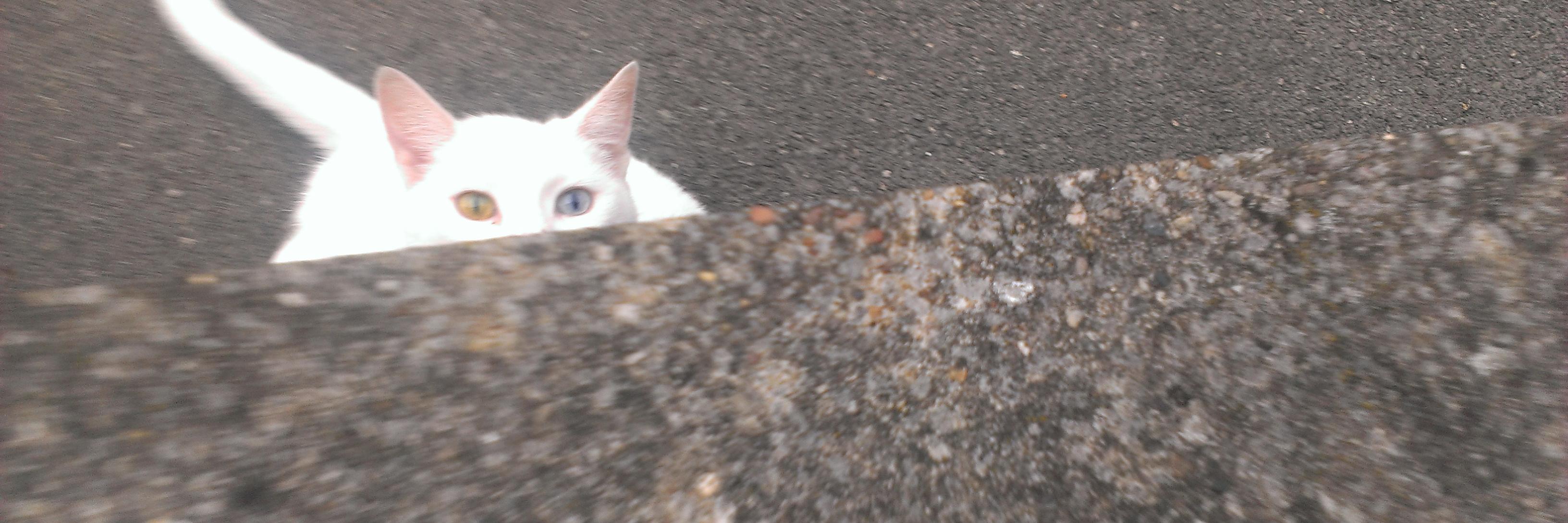 pendle poucher banner